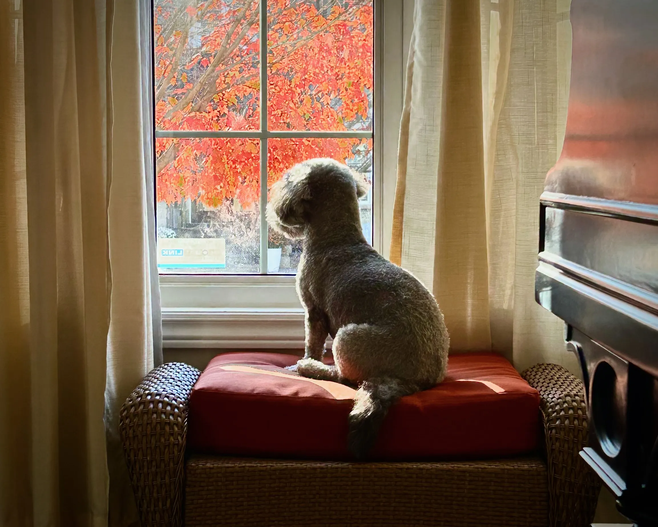 Cotton Looking at the Fall Leaves