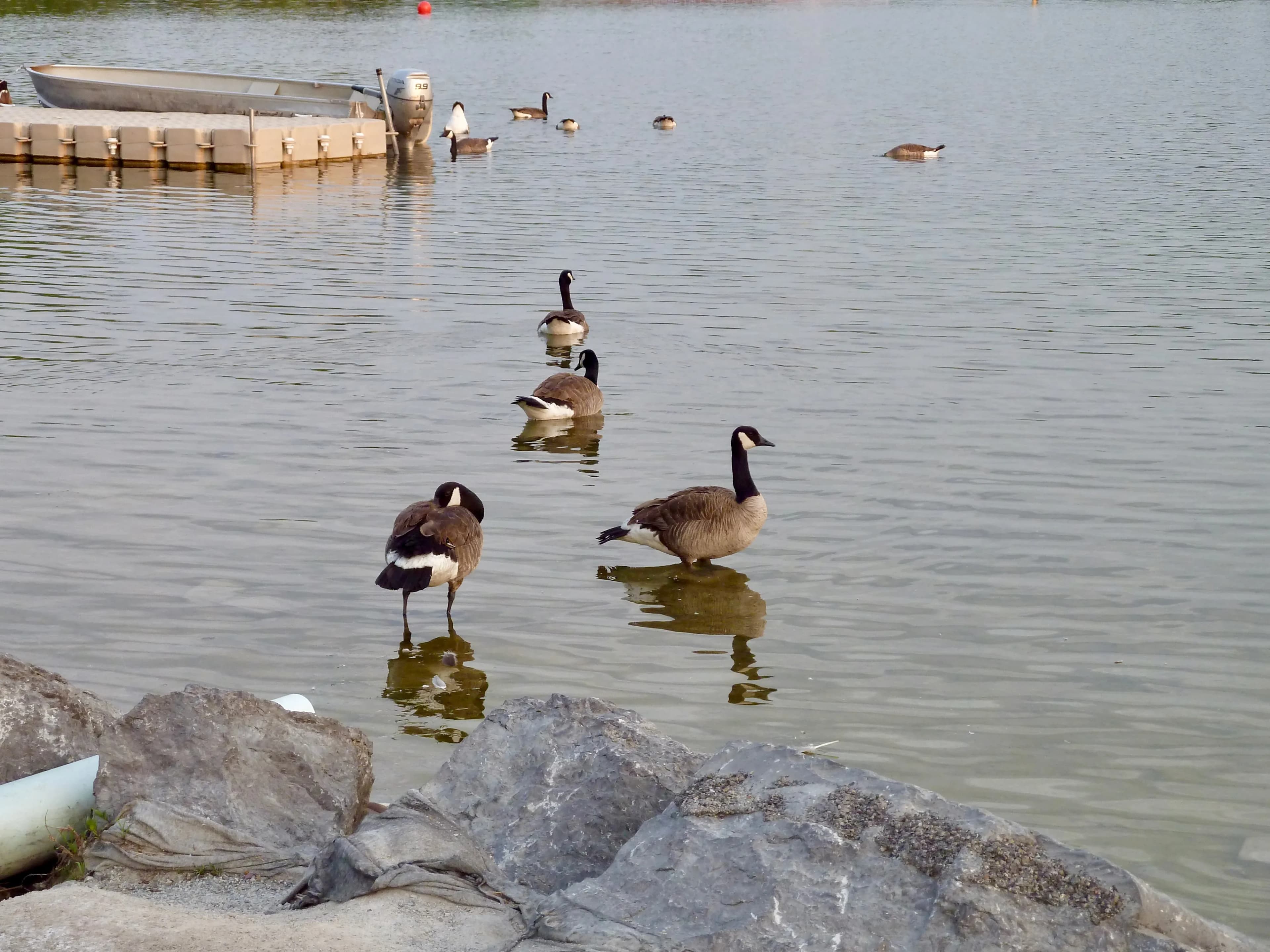 Wilcox Geese - June 2025